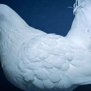 JXX免费观看视频在线播放
